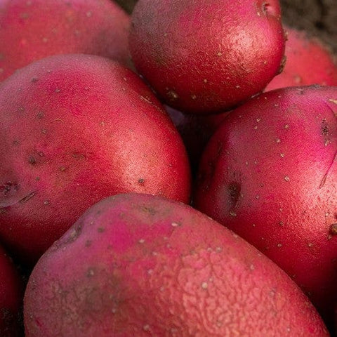 Jamieson Brothers Jamieson Brothers First Early Seed Potato 2kg - Red Duke Of York