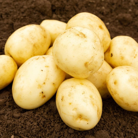 Jamieson Brothers Jamieson Brothers First Early Seed Potato 2kg - Swift