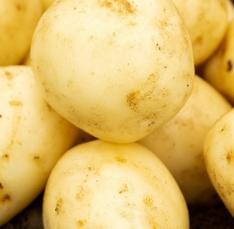 Jamieson Brothers Jamieson Brothers First Early Seed Potato 2kg - Swift