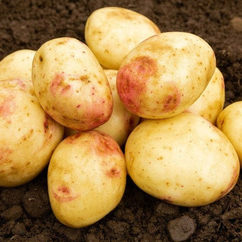 Taylors Jamieson Brothers Main Crop Seed Potato 2kg - Cara