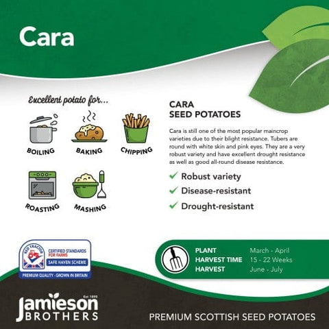 Taylors Jamieson Brothers Main Crop Seed Potato 2kg - Cara
