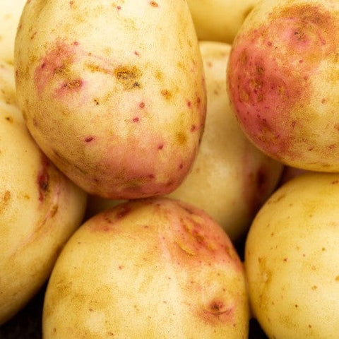 Taylors Jamieson Brothers Main Crop Seed Potato 2kg - Cara