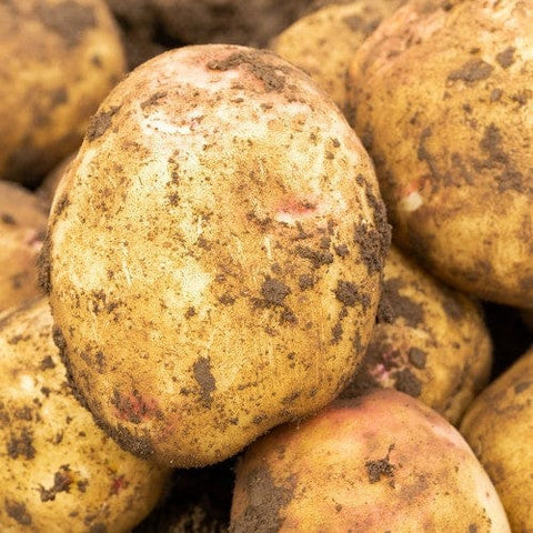 Taylors Jamieson Brothers Main Crop Seed Potato 2kg - Cara