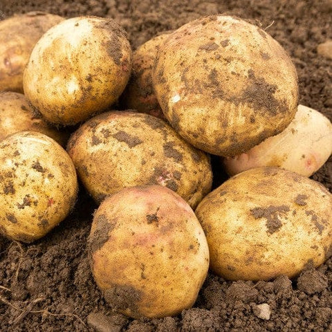 Taylors Jamieson Brothers Main Crop Seed Potato 2kg - Cara
