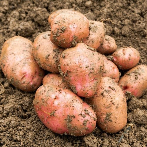 Taylors Jamieson Brothers Main Crop Seed Potato 2kg - Desiree