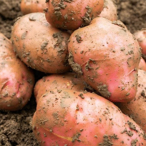 Taylors Jamieson Brothers Main Crop Seed Potato 2kg - Desiree
