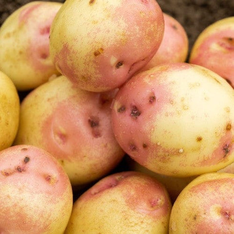 Taylors Jamieson Brothers Main Crop Seed Potato 2kg - King Edward