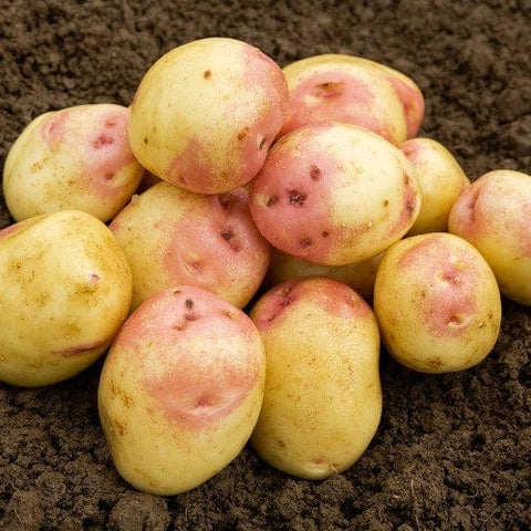 Taylors Jamieson Brothers Main Crop Seed Potato 2kg - King Edward