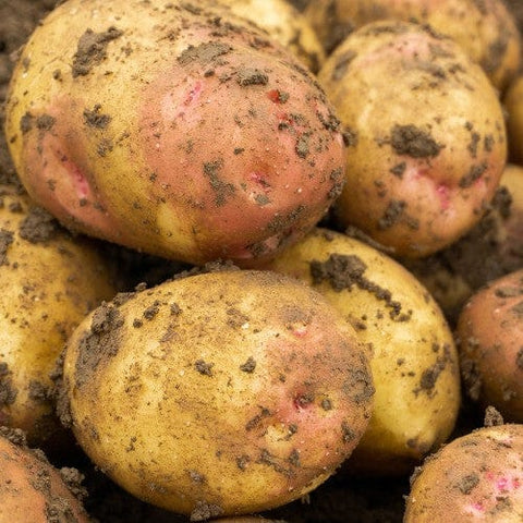 Taylors Jamieson Brothers Main Crop Seed Potato 2kg - King Edward