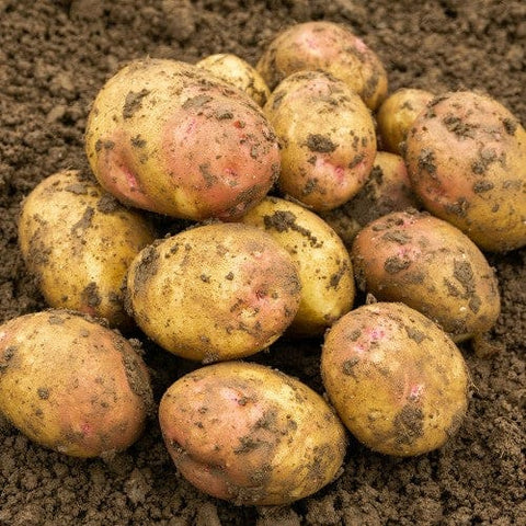 Taylors Jamieson Brothers Main Crop Seed Potato 2kg - King Edward