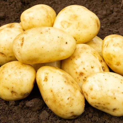 Jamieson Brothers Jamieson Brothers Main Crop Seed Potato 2kg - Maris Piper