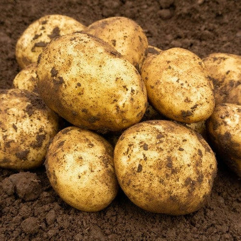 Jamieson Brothers Jamieson Brothers Main Crop Seed Potato 2kg - Maris Piper