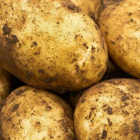 Jamieson Brothers Jamieson Brothers Main Crop Seed Potato 2kg - Maris Piper