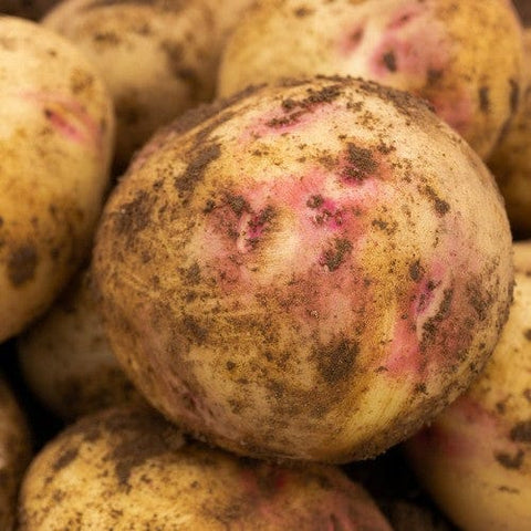 Jamieson Brothers Jamieson Brothers Main Crop Seed Potato 2kg - Picasso