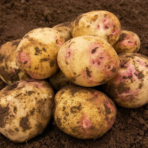Jamieson Brothers Jamieson Brothers Main Crop Seed Potato 2kg - Picasso