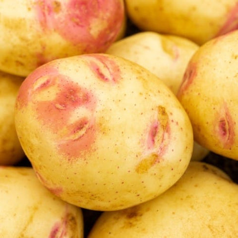 Jamieson Brothers Jamieson Brothers Main Crop Seed Potato 2kg - Picasso