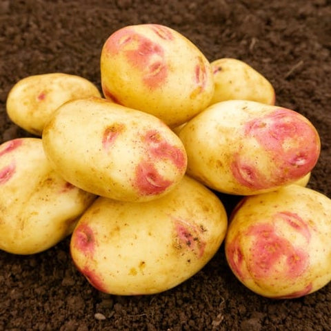 Jamieson Brothers Jamieson Brothers Main Crop Seed Potato 2kg - Picasso
