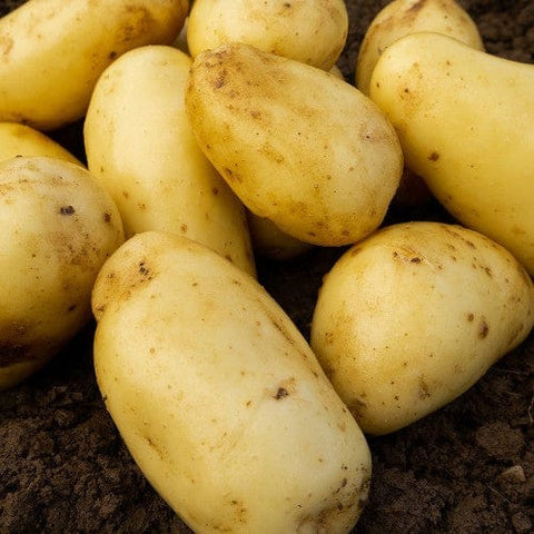 Taylors Jamieson Brothers Second Early Seed Potato 2kg - Charlotte