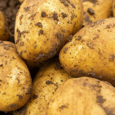 Taylors Jamieson Brothers Second Early Seed Potato 2kg - Charlotte