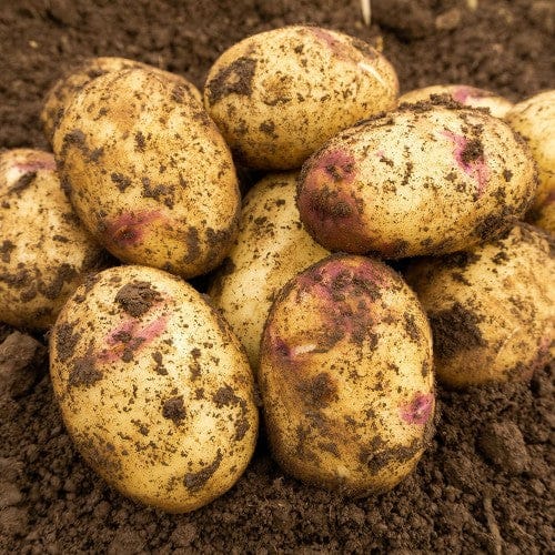 Taylors Jamieson Brothers Second Early Seed Potato 2kg - Kestrel