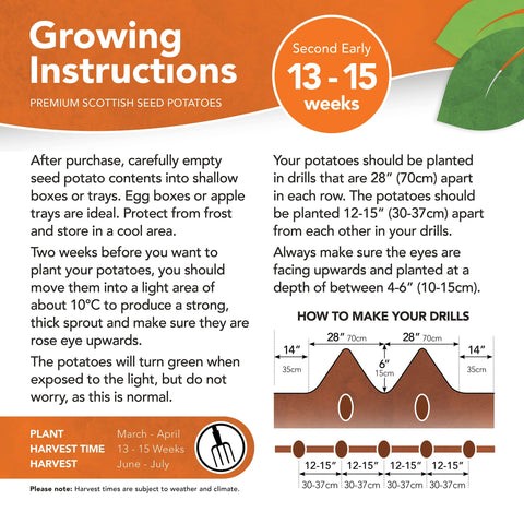 Taylors Jamieson Brothers Second Early Seed Potato 2kg - Kestrel