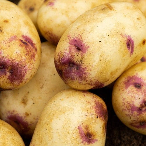 Taylors Jamieson Brothers Second Early Seed Potato 2kg - Kestrel
