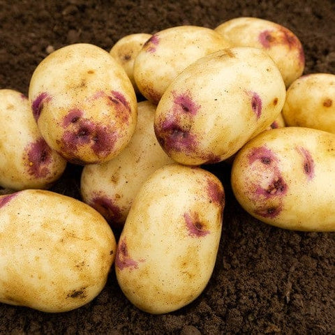 Taylors Jamieson Brothers Second Early Seed Potato 2kg - Kestrel