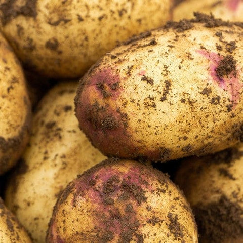 Taylors Jamieson Brothers Second Early Seed Potato 2kg - Kestrel
