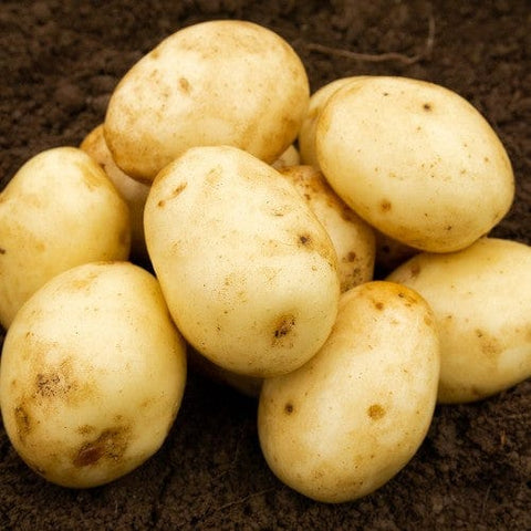 Jamieson Brothers Jamieson Brothers Second Early Seed Potato 2kg - Nadine