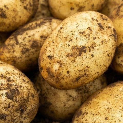 Jamieson Brothers Jamieson Brothers Second Early Seed Potato 2kg - Nadine
