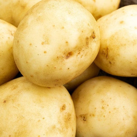 Jamieson Brothers Jamieson Brothers Second Early Seed Potato 2kg - Saxon