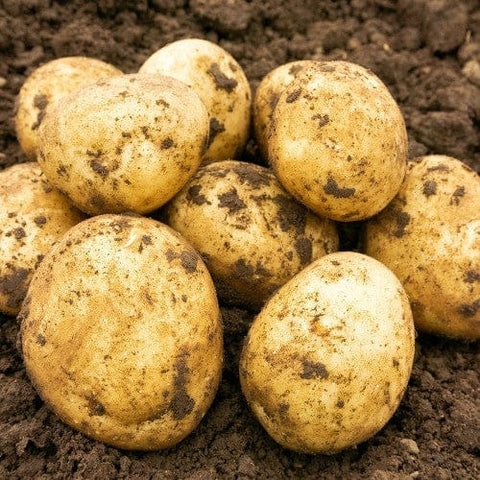 Jamieson Brothers Jamieson Brothers Second Early Seed Potato 2kg - Saxon