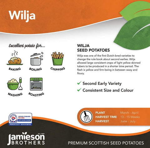 Jamieson Brothers Jamieson Brothers Second Early Seed Potato 2kg - Wilja