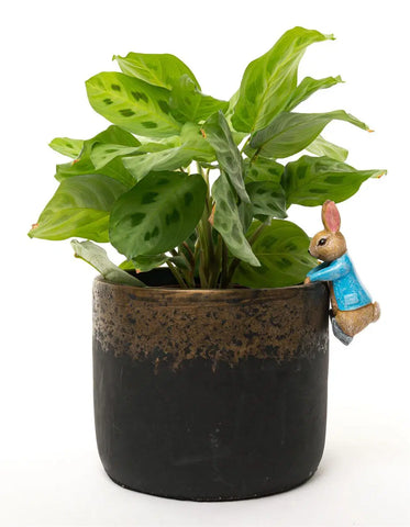 Jardinopia Beatrix Potter Peter Rabbit Plant Pot Hanger - Hanging