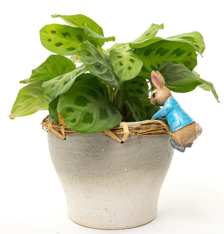Jardinopia Beatrix Potter Peter Rabbit Plant Pot Hanger - Hanging