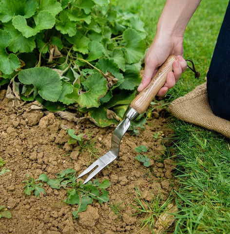 Kent & Stowe Hand Tools Kent & Stowe Stainless Steel Hand Daisy Grubber 30cm Length
