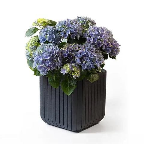 Keter Planters & Pots Keter Anthracite Medium Cube Planter