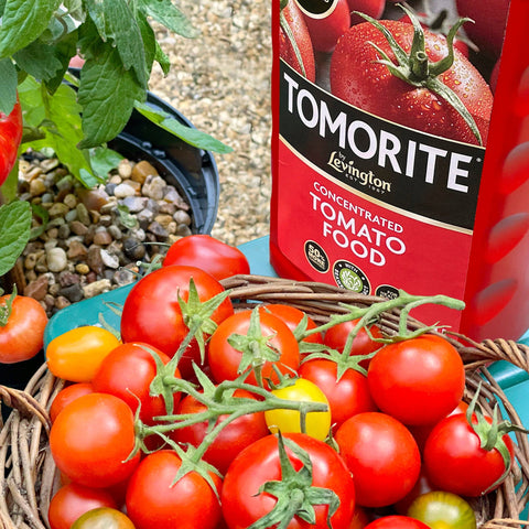 Tomorite Tomato Food Levington Tomorite Liquid Tomato Food 1.2L (20% Extra Free)