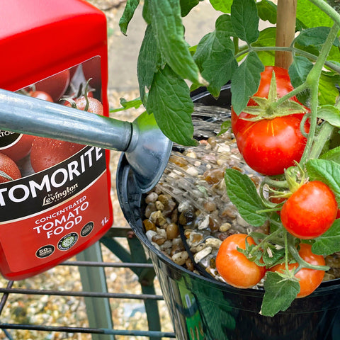 Tomorite Tomato Food Levington Tomorite Liquid Tomato Food 1.2L (20% Extra Free)