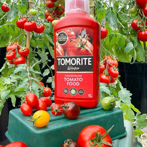 Tomorite Tomato Food Levington Tomorite Liquid Tomato Food 1.2L (20% Extra Free)