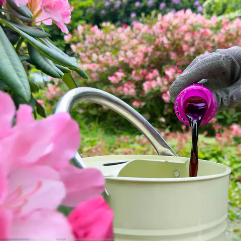 Miracle Gro Ericaceous Feed Miracle-Gro Liquid Plant Food Azalea, Camellia & Rhododendron 800 ml