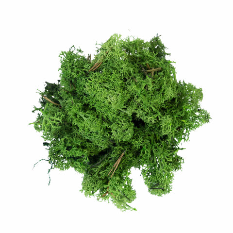 My Village Decorations Landscaping My Village Reindeer Moss Dark Green Tray 500g