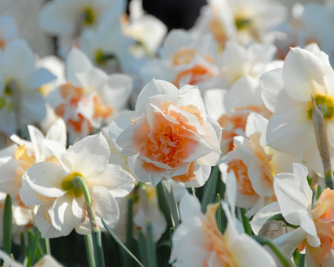 Prins Charming Replete Daffodil Bulbs – 3kg