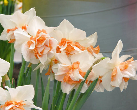 Prins Charming Replete Daffodil Bulbs – 3kg