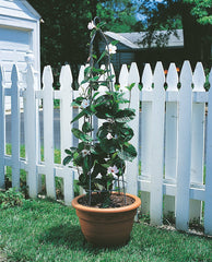 Panacea Obelisks Panacea 91cm Garden Obelisk Cameo Brown