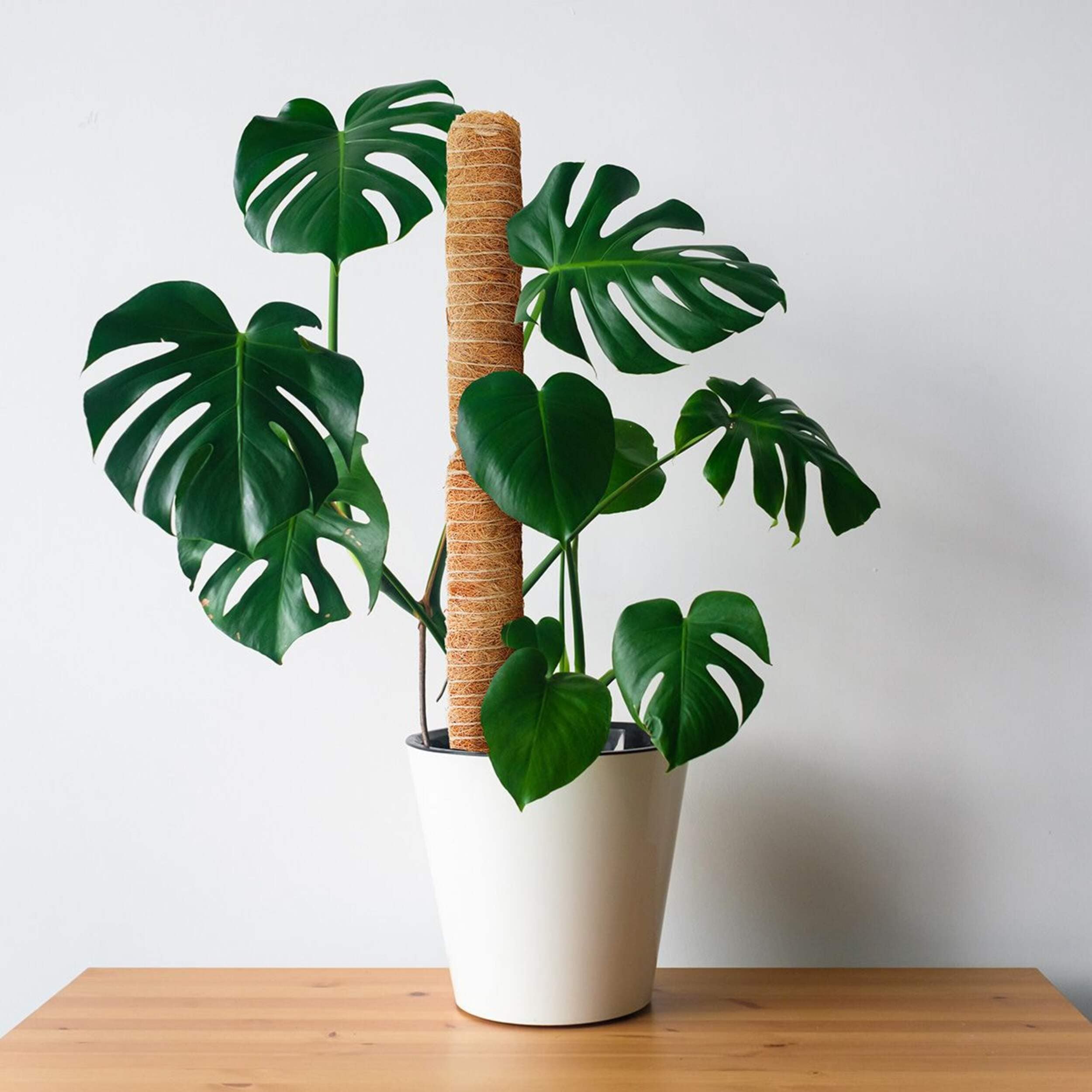 Panacea Panacea Stackable Coir Pole 120cm