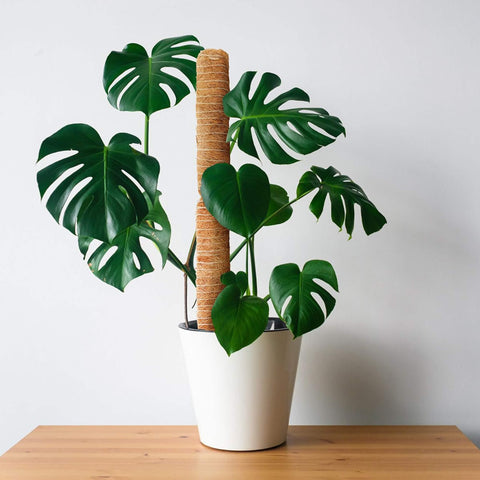 Panacea Panacea Stackable Coir Pole 120cm