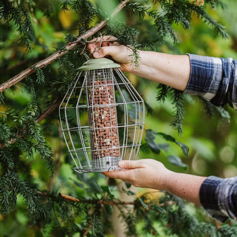 Peckish Peanut Feeders Peckish Canto Squirrel Proof Peanut Feeder