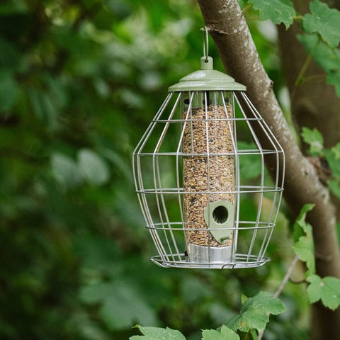 Peckish Seed Feeders Peckish Canto Squirrel Proof Seed Feeder
