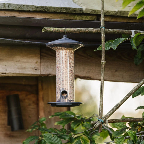 Secret Garden Nyjer Feeders Peckish Funnel Seed Feeder